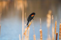 Photo of a male Red-winged Blackbird resting on a cattail in front of a blurred pond. 